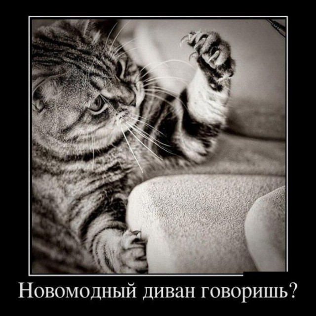 Демы к котовторнику!