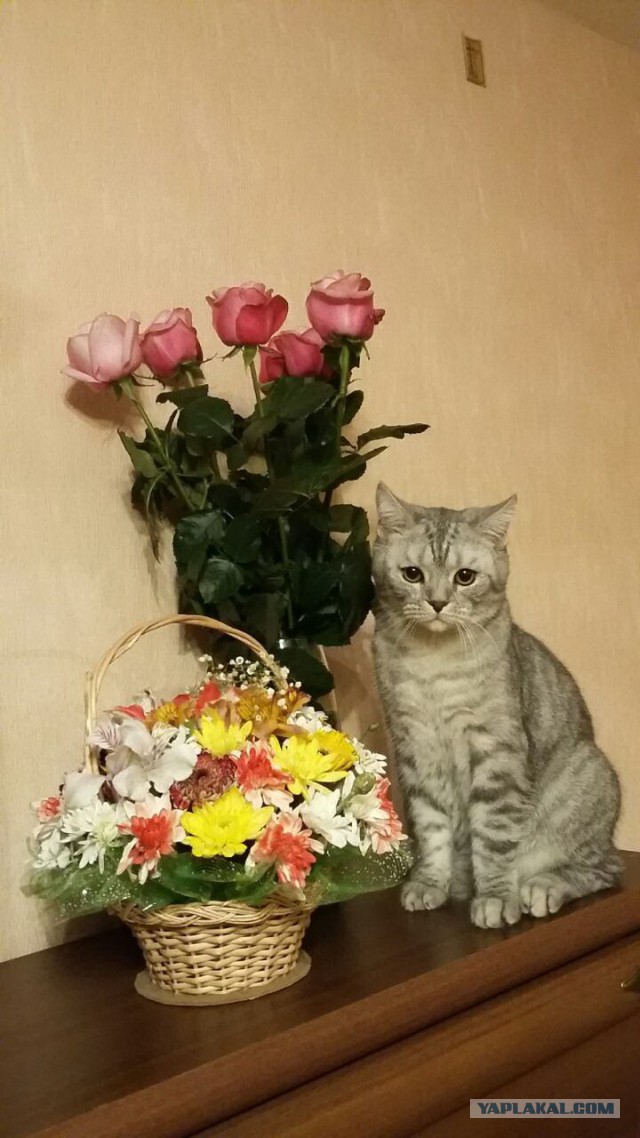 Котовторник 17.05.2016