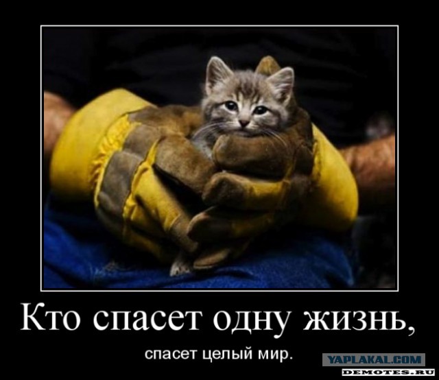 В Туле девушка спасла котёнка