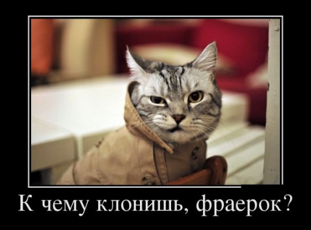 ГЛАГОЛящие коты