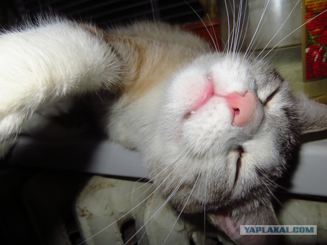 Котовторник 21.02.2017