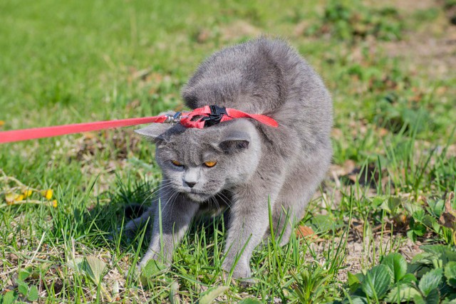 Коты и Кошки