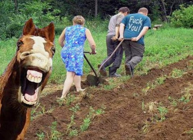 Дача, настало твое время!