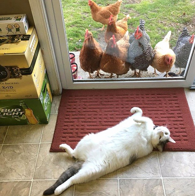 Коты и Кошки