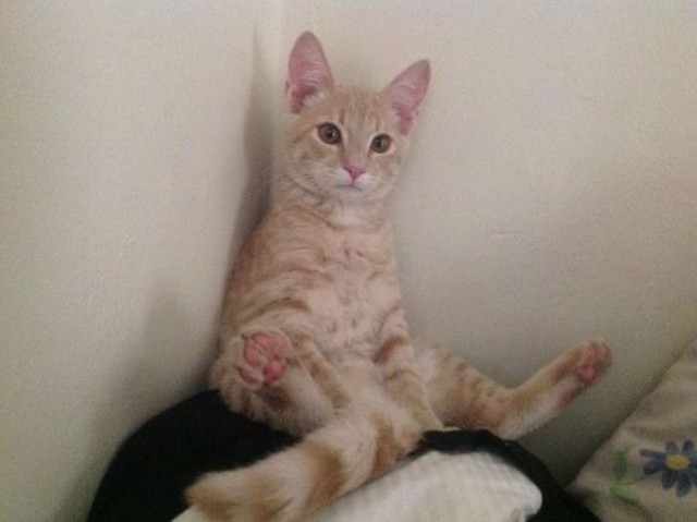 Коты и Кошки