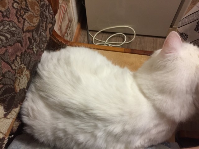 Как я у мусорного контейнера котофея купил