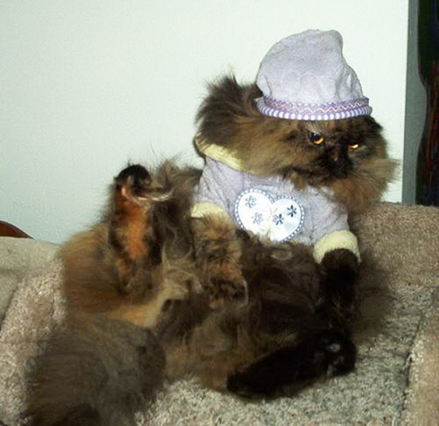 Коты и Кошки
