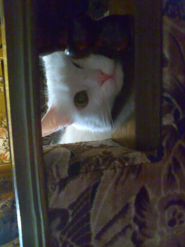 Коты и Кошки