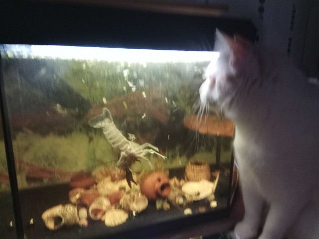 Котовторник 28.11.2017