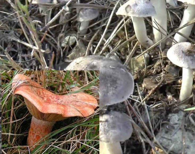 А у нас начало грибного сезона