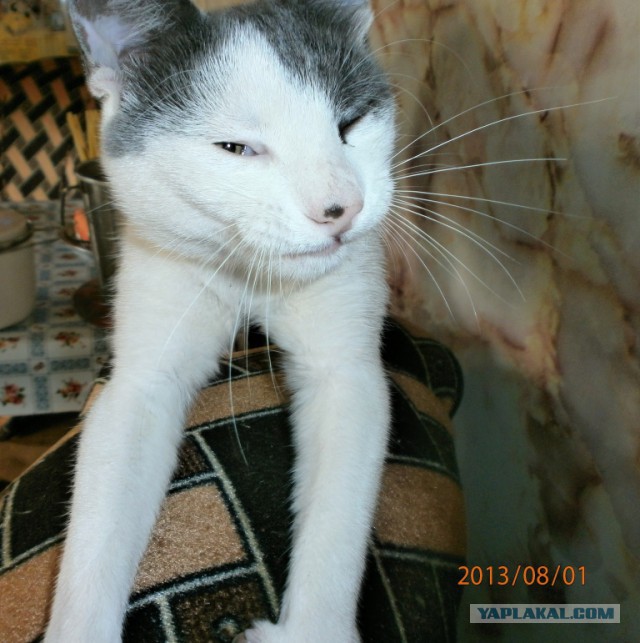 Котовторник  19.12.2017