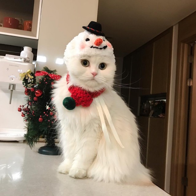 Коты и Кошки