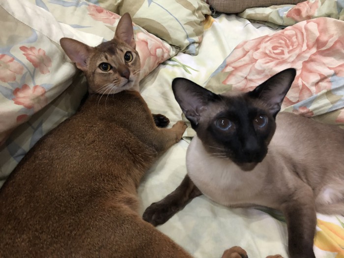Котовторник  06.03.2018