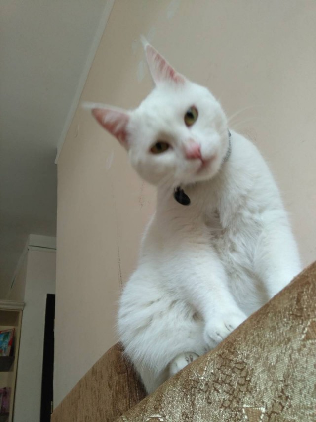 Котовторник 05.06.2018