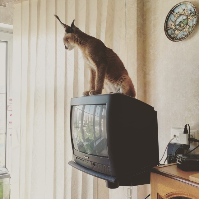 Котовторник  12.06.2018