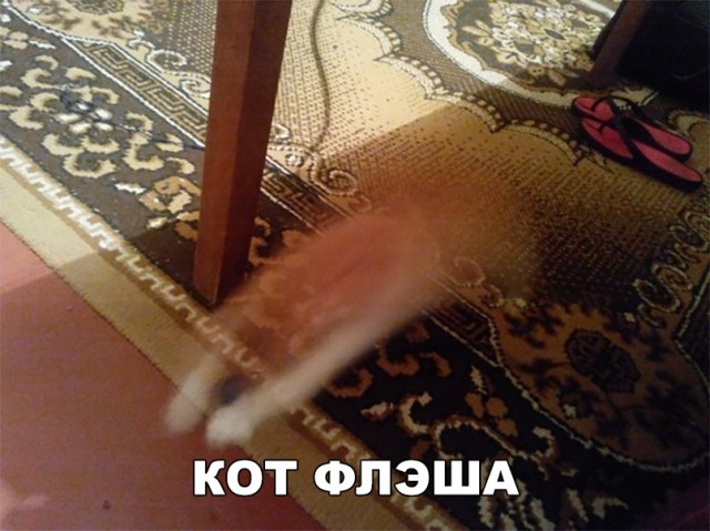 Немного милоты