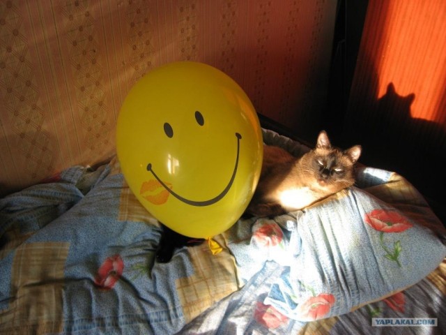 Котовторнику Да (09.12.08)