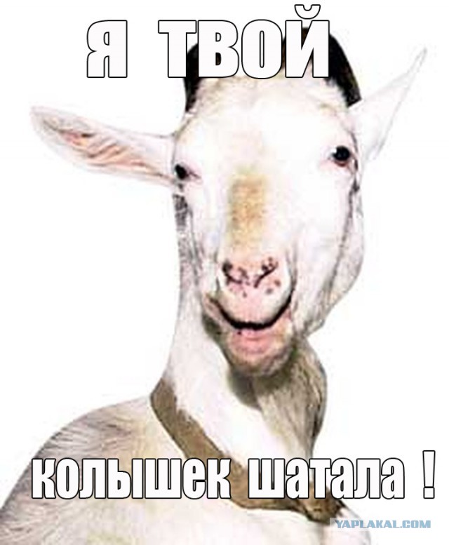 Эволюция колышка для козы