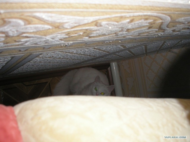 Котовторник - С праздником, котоводы!