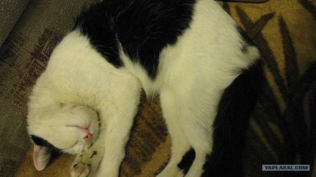 Накорми бездомного кота