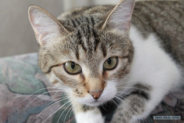Котовторник! 08.11.11