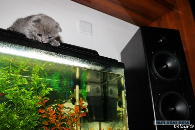 Котовторник! 13.03.2012