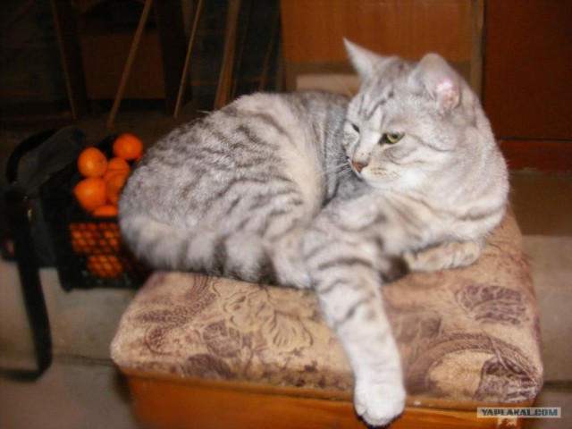 Котовторник 20.03.2012