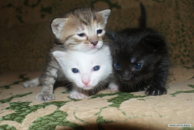 Котовторник  от 3.04.2012