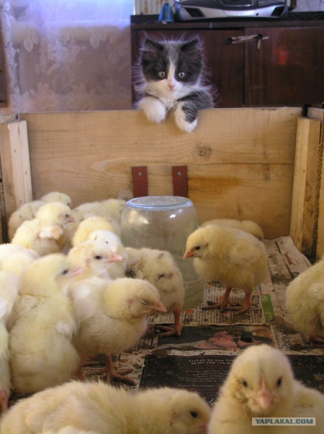 Котовторник 17.04.2012