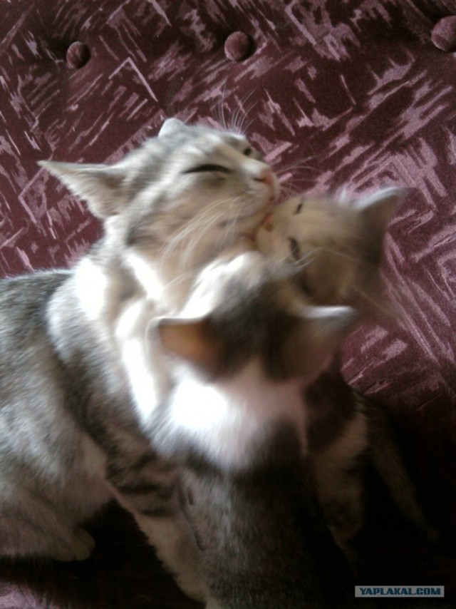 Котовторник  12. 06. 2012