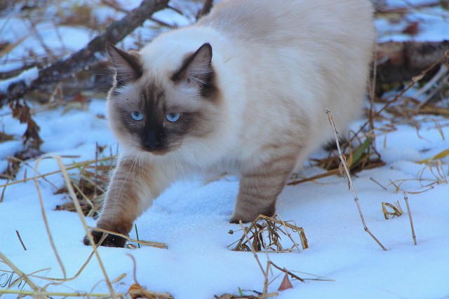 Зимние коты