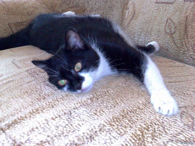 Котовторник на 26.06.12