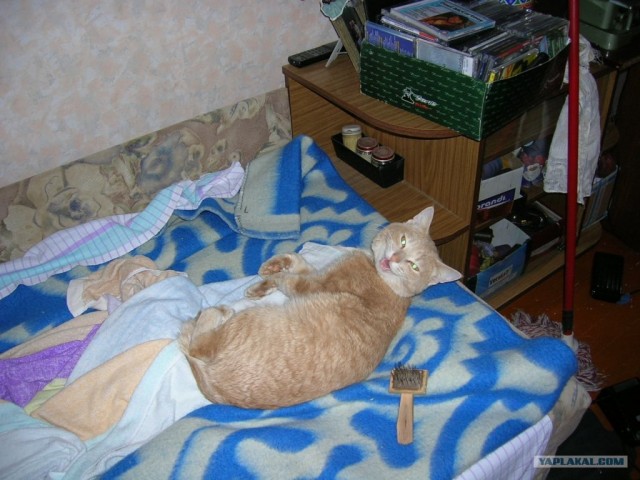 Котовторник 11.12.12