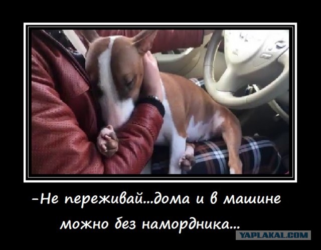 Правительство утвердило перечень потенциально опасных для человека собак