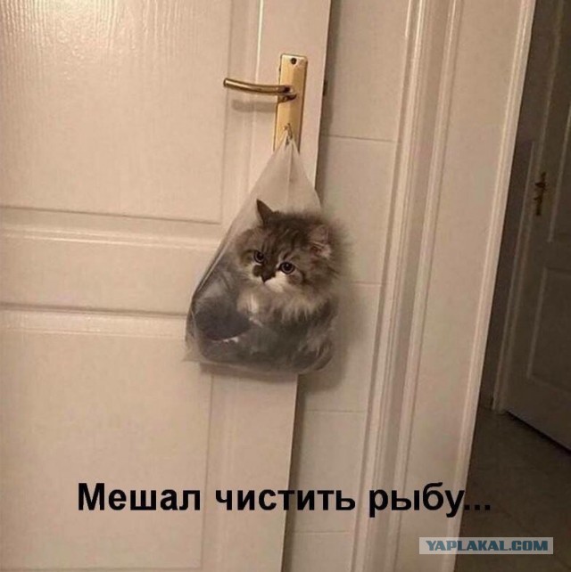 Котаны...