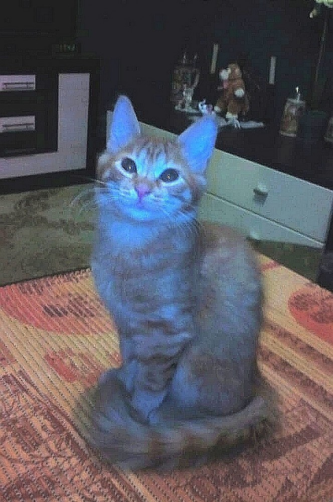 Котовторник. Начало.