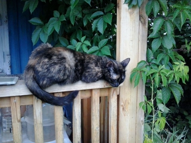 Начнем котоФторник?