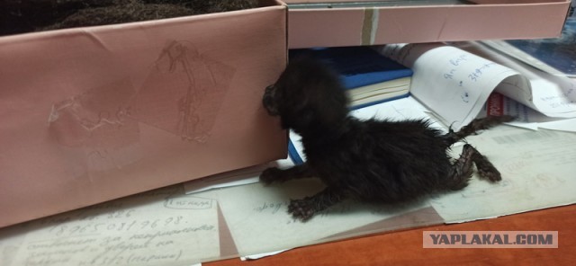 Кошка всю ночь сидела у дверей ветклиники...