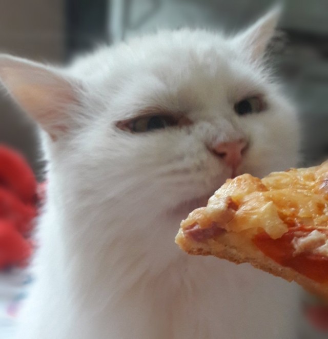 Котовторник?! Коты во вторник!