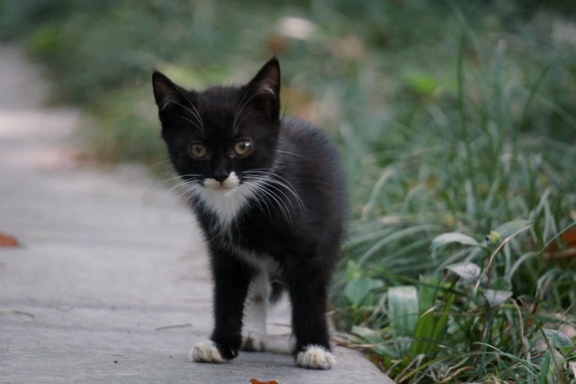Картинки на котовторник 1.09.20