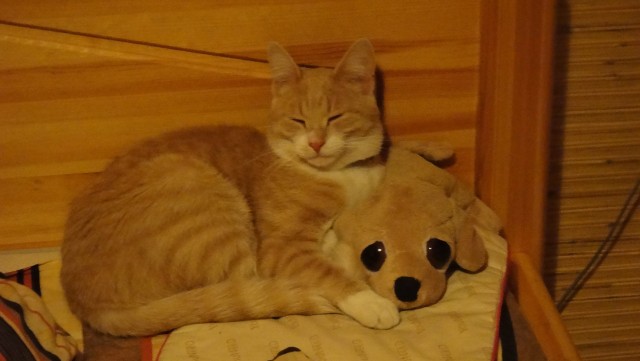 Котовторник 17.11.20