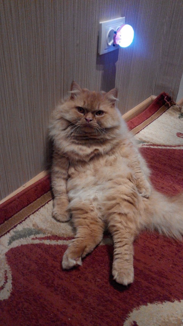Котовторник 17.11.20
