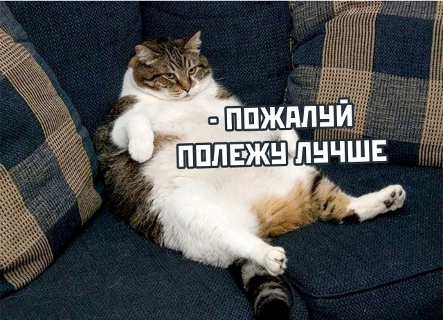 "Пусть победит сильнейший!" Эпичная драка крысюков и кот-рефери