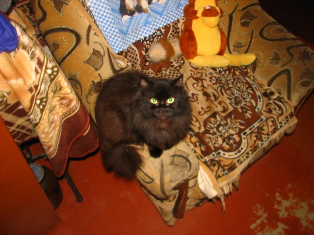 Котовторник. Добавляйте своих