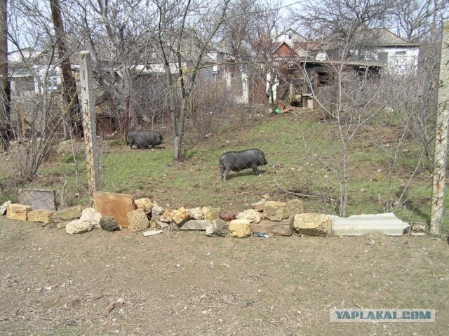 Прогулка по Севастополю."Тёмная балка" 52 фото