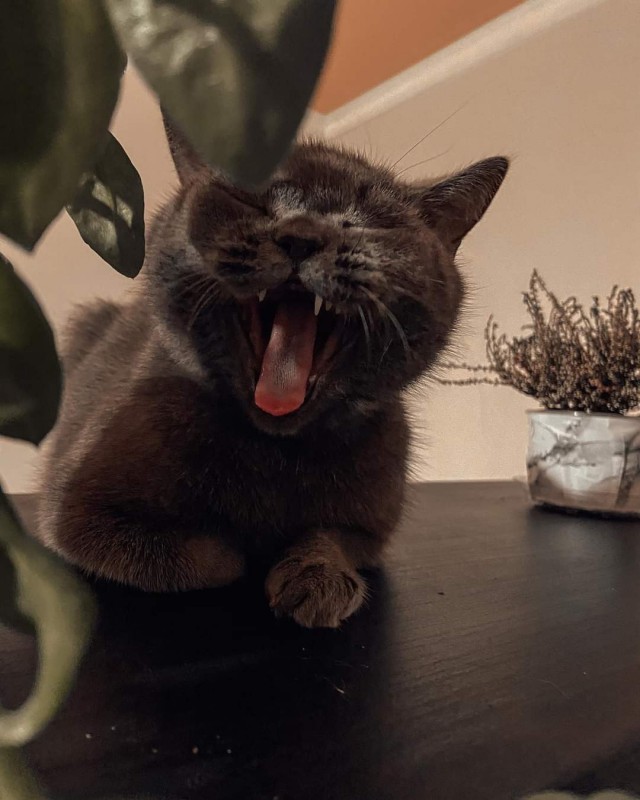 Котовторник 21.12.21