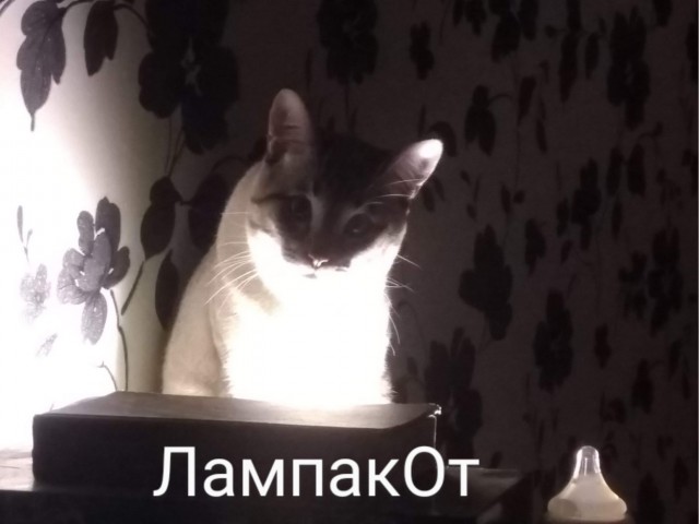 Котовторник 11.01.22