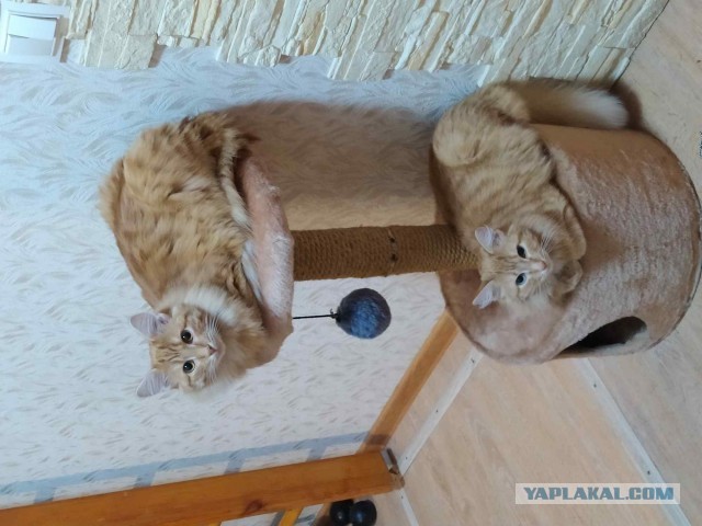 Котовторник вроде.