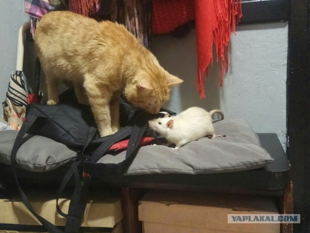 А ещё я люблю крысок
