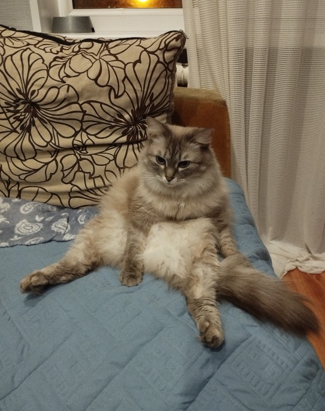 Я понимаю, что не котовторник.